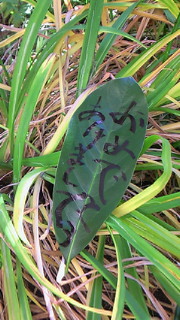 201112151101000.jpg